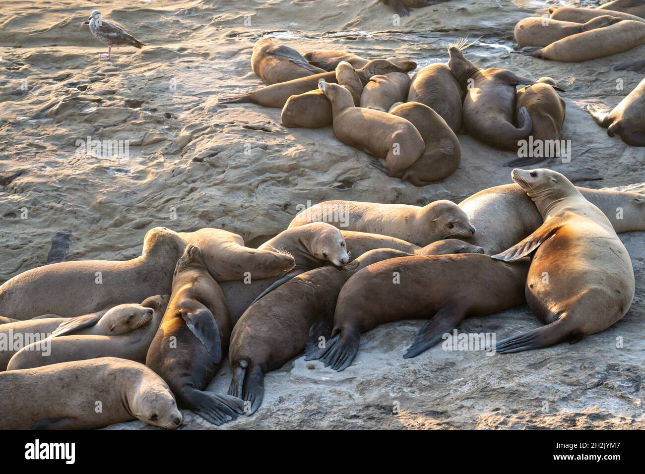California Sea Lions and their pups sunbathe on the rocky shoreline of