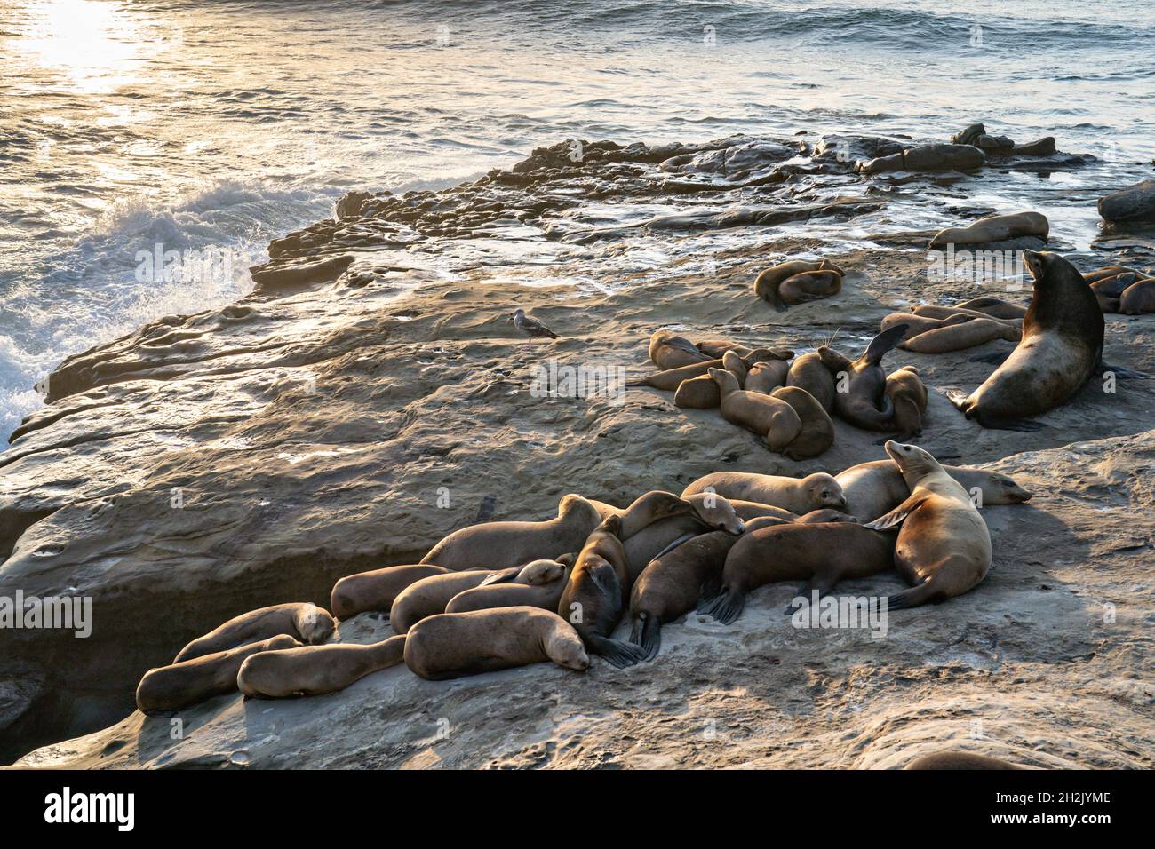 California Sea Lions and their pups sunbathe on the rocky shoreline of