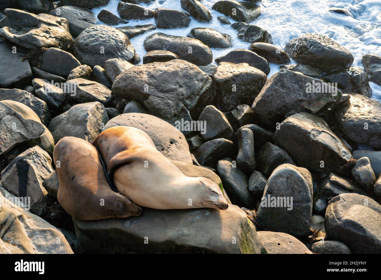 Sea Lions and seals La Jolla beach, San Diego, California, USA Stock Photo  - Alamy