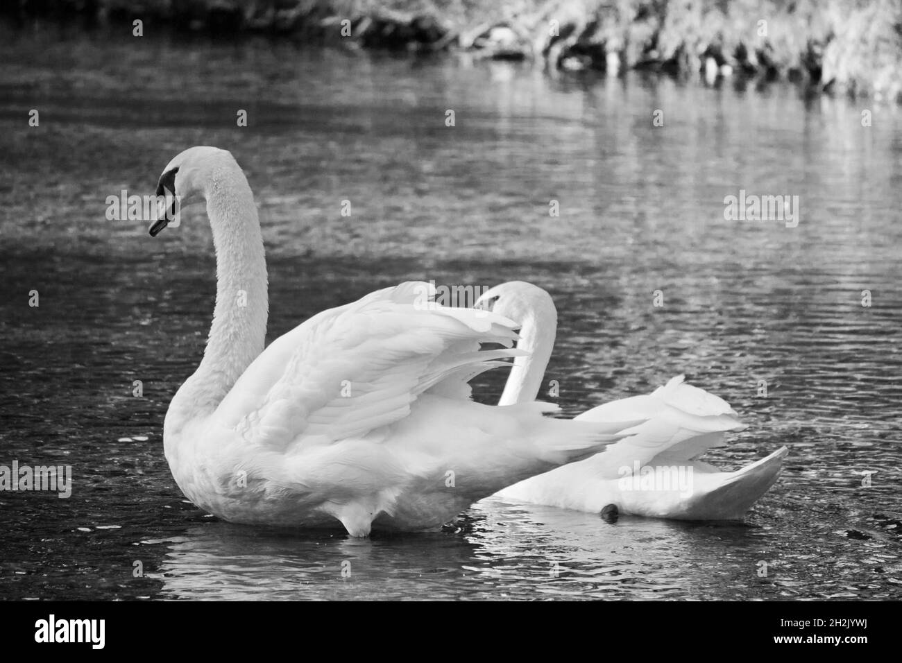 Two swan in river Black and White Stock Photos & Images Alamy