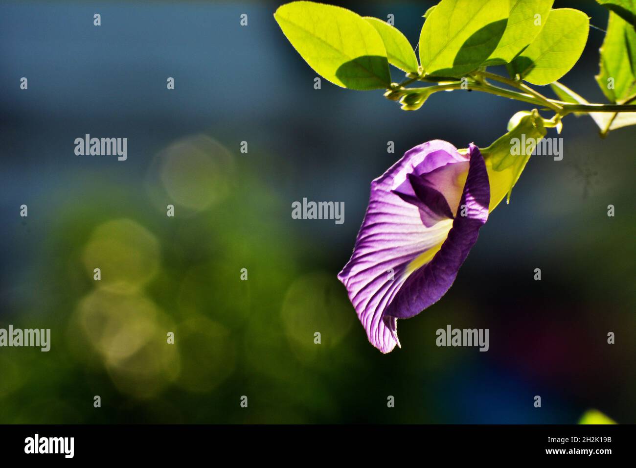 Butterfly pea flowers photographs Stock Photo Alamy