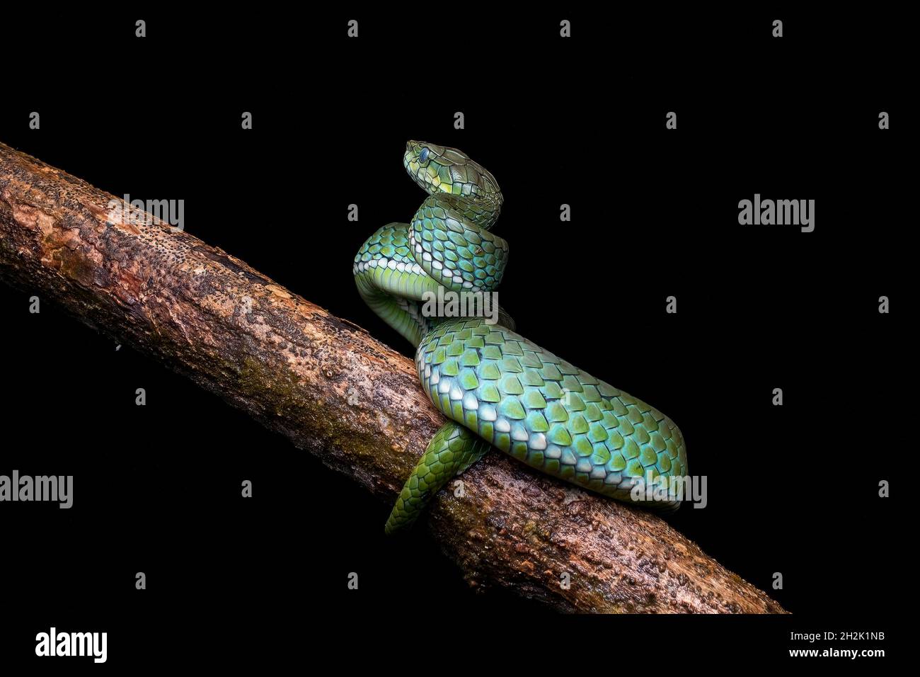Large Scaled Pit Viper Stock Photo