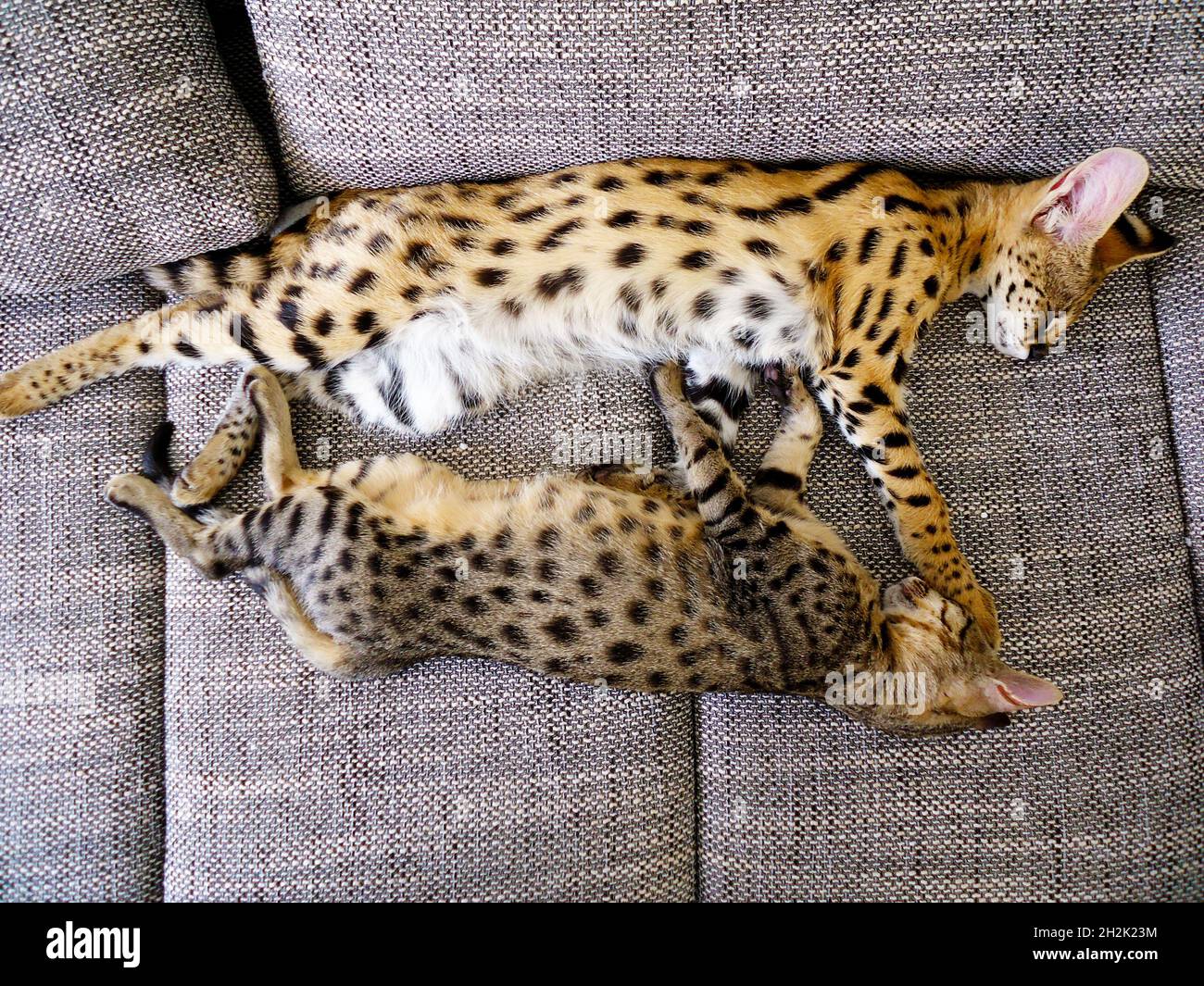 African Serval with F5 Savannah Cat on the Sofa Stock Photo Alamy