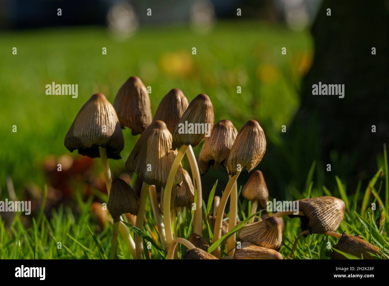 This close-up shows a group of long-stemmed, light-brown striped fungi growing on the ground. Stock Photo