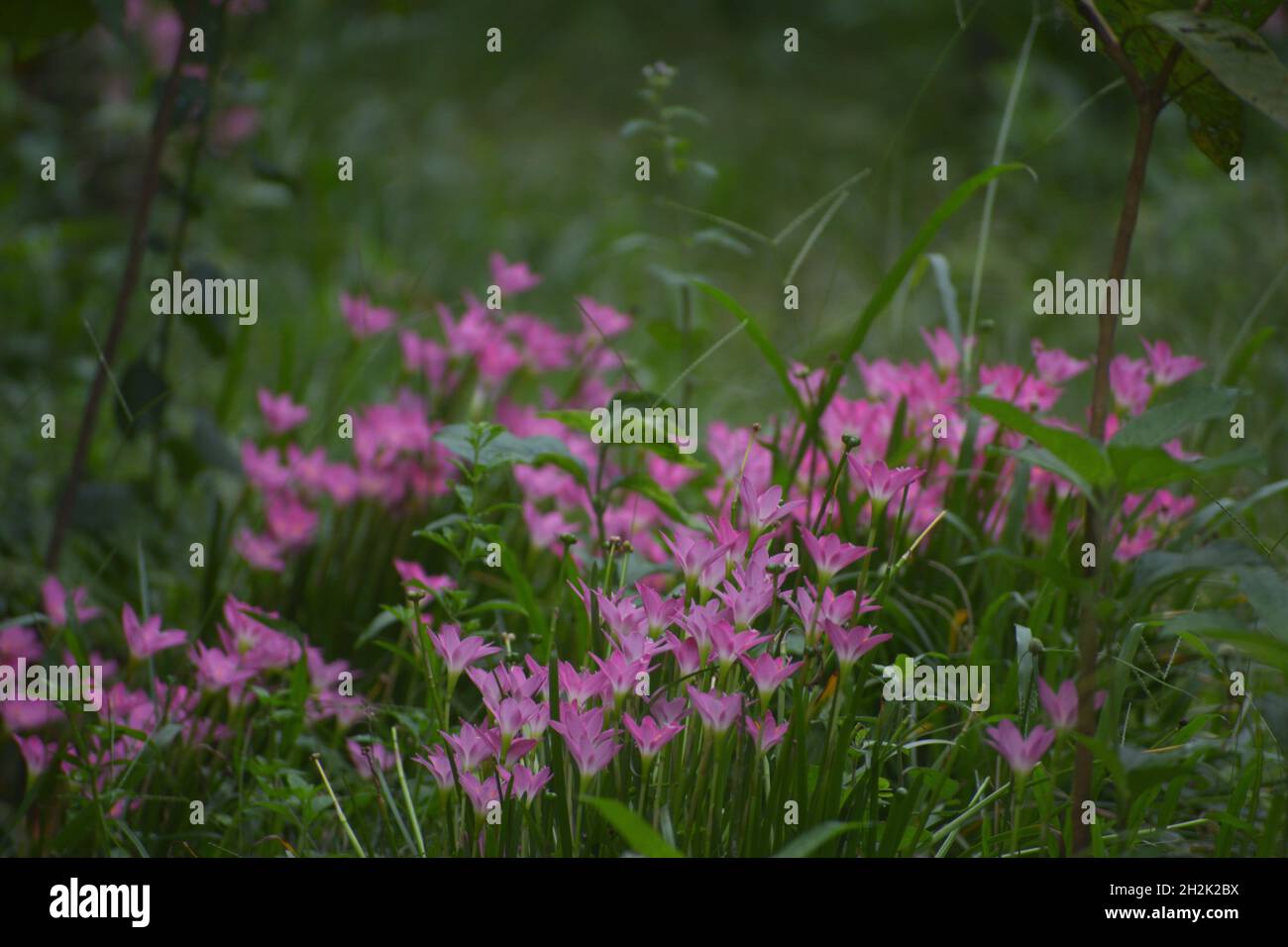 Pink Rain Lily Stock Photo