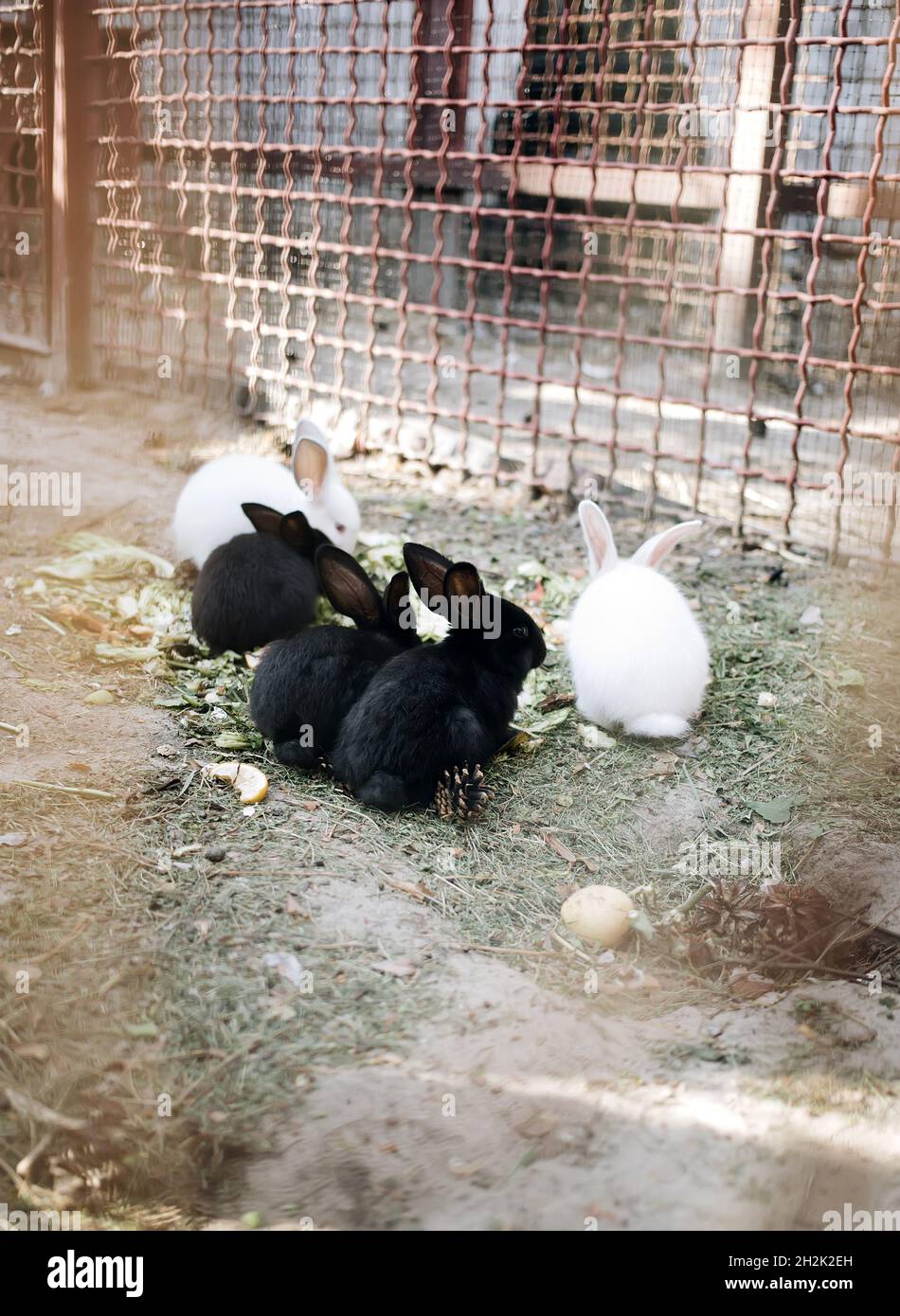 Cute rabbits eating together behing zoo cage bars Stock Photo Alamy