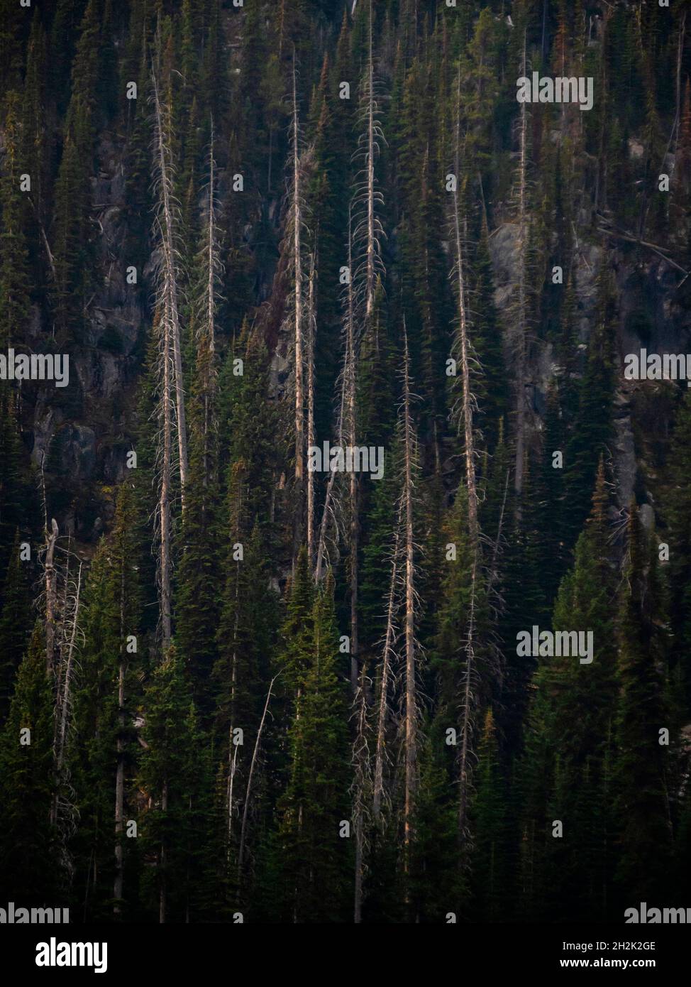 Dying trees hires stock photography and images Alamy