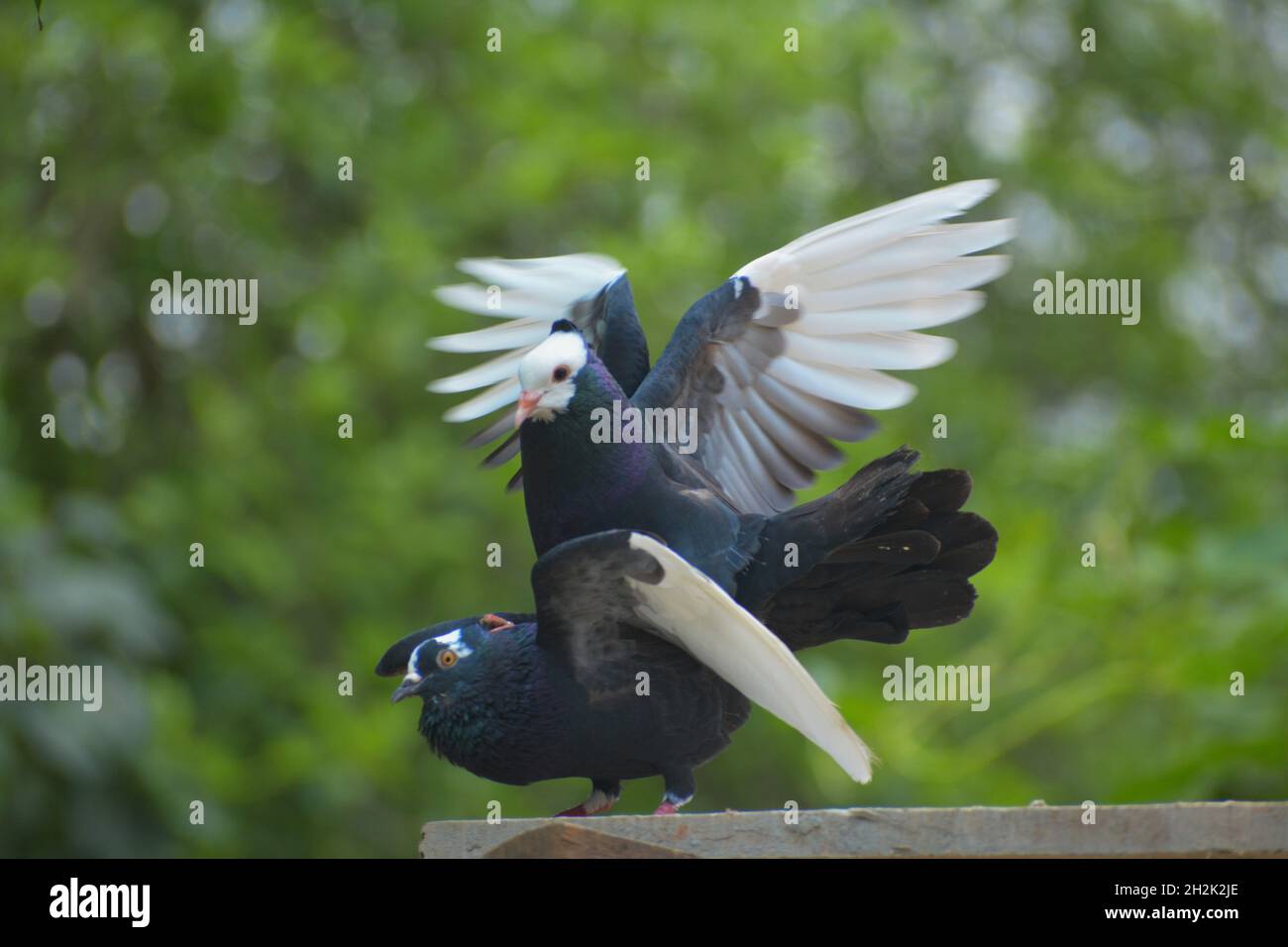 Pigeons photographs sale hires stock photography