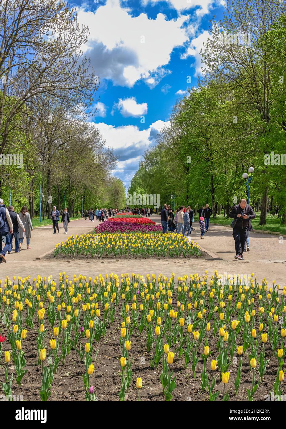 Kropyvnytskyi, Ukraine 09.05.2021.  Tulip alleys in the Kropyvnytskyi arboretum on a sunny spring day Stock Photo