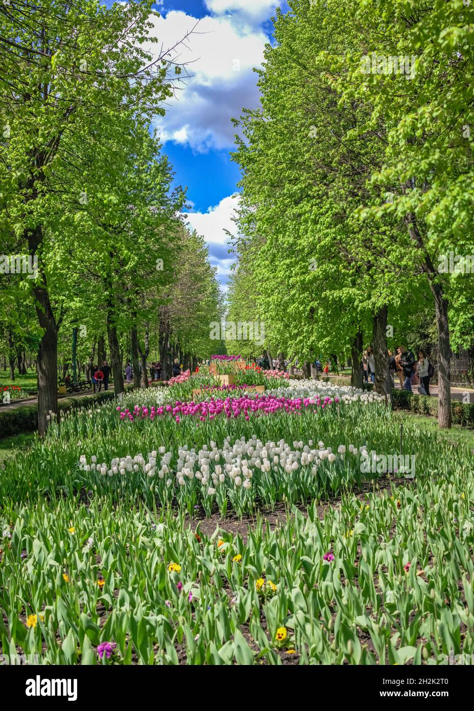 Kropyvnytskyi, Ukraine 09.05.2021.  Tulip alleys in the Kropyvnytskyi arboretum on a sunny spring day Stock Photo