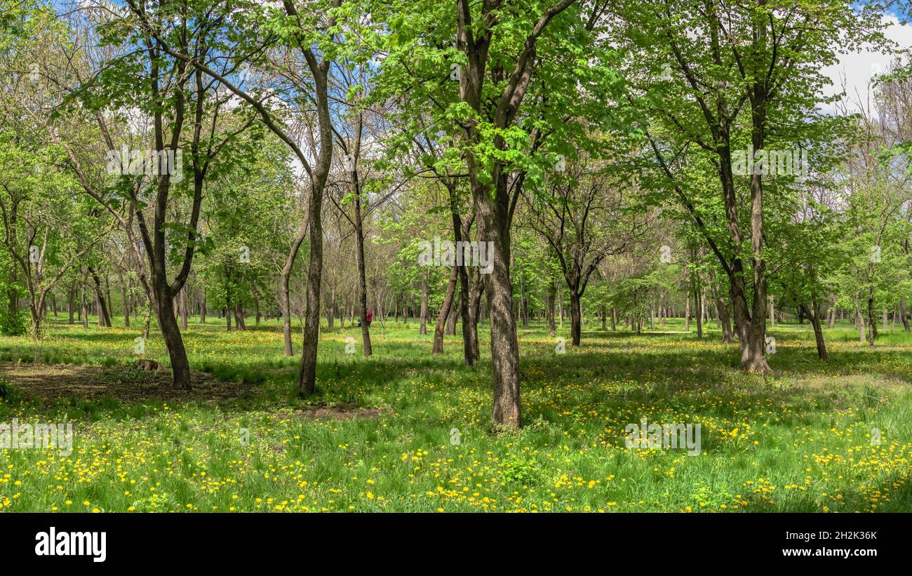 Kropyvnytskyi arboretum in the city park on a sunny spring day Stock Photo