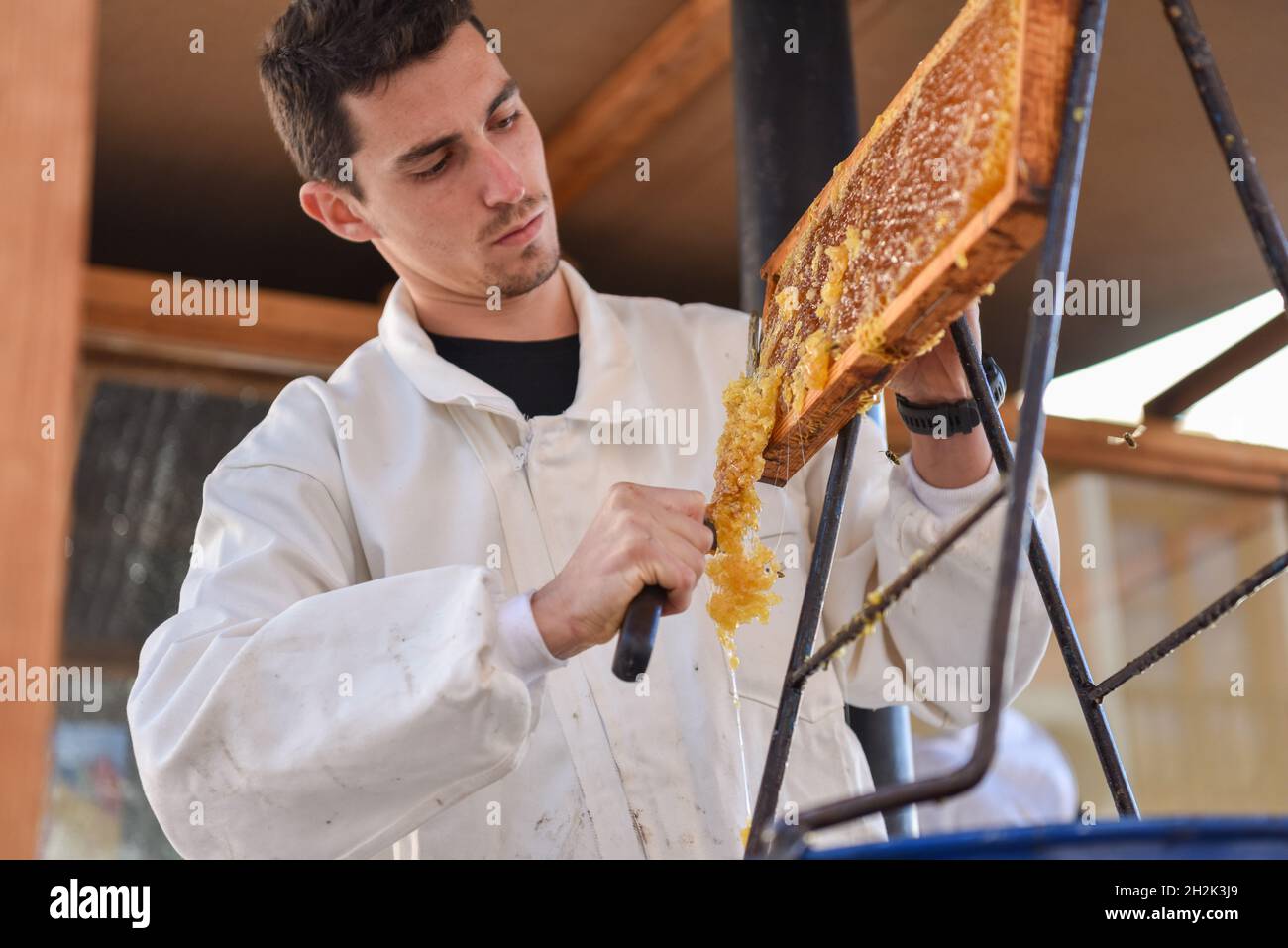 Young Caucasian beekeeper using honey uncapping knife on a