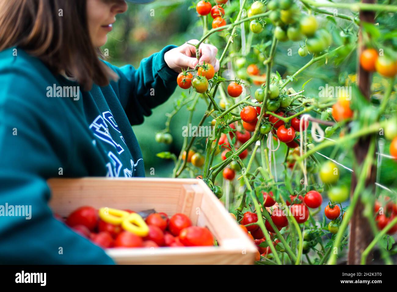 Woman Harvests tomatoes From Her Garden Stock Photo - Alamy