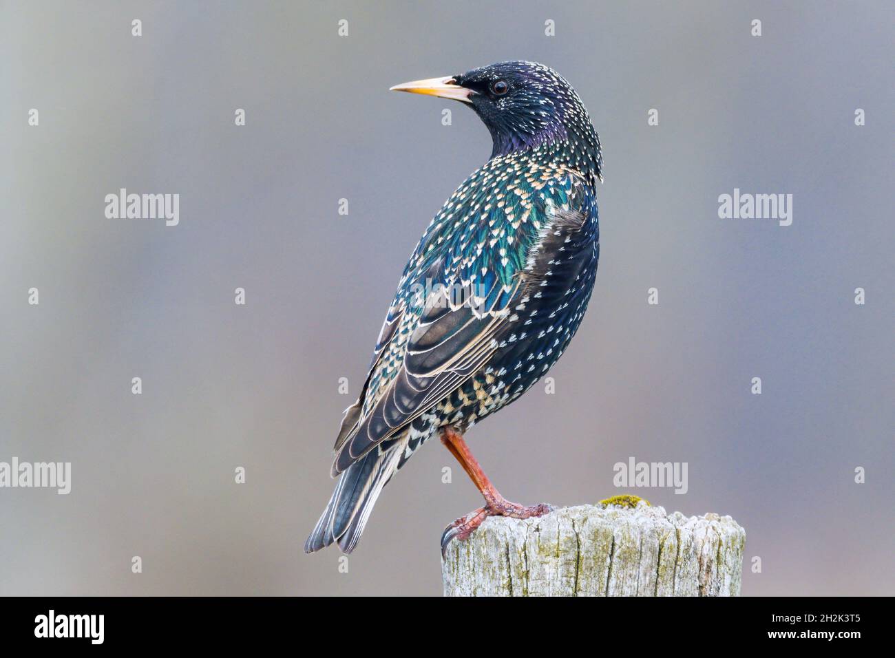 posturing colorful starling Stock Photo
