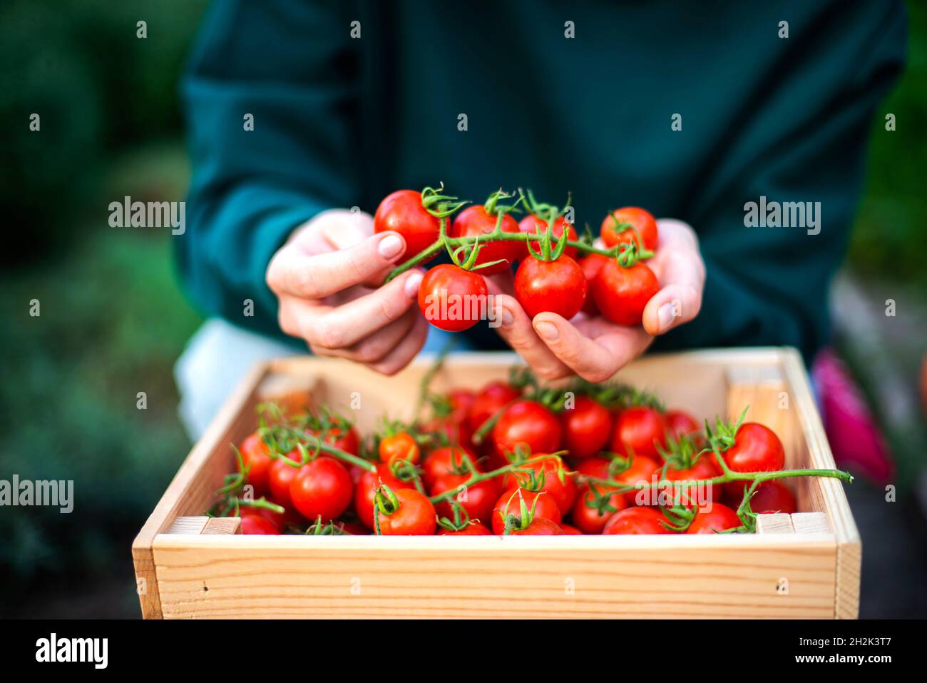 Woman Harvests tomatoes From Her Garden Stock Photo - Alamy
