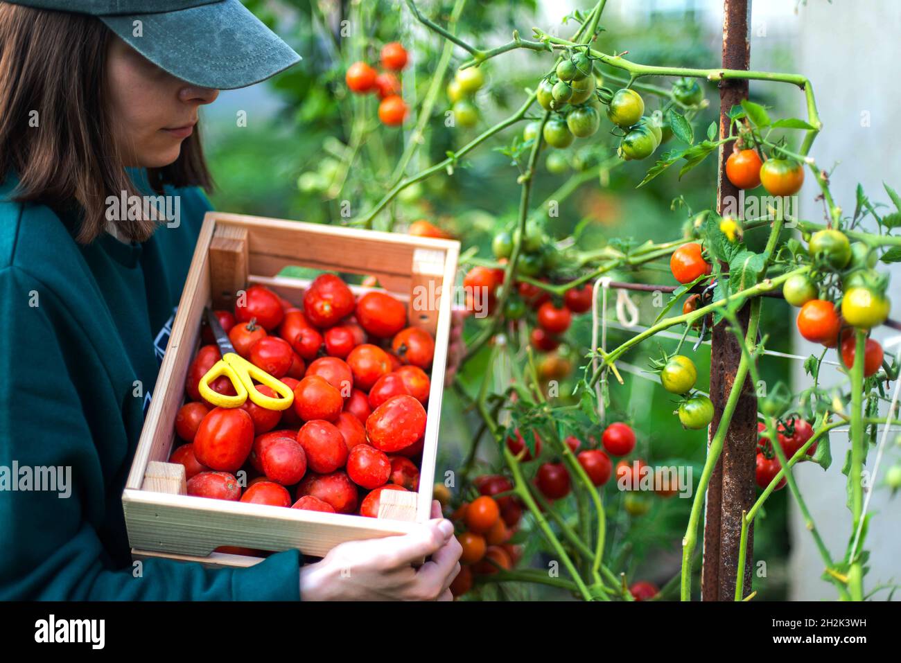 Woman Harvests tomatoes From Her Garden Stock Photo - Alamy