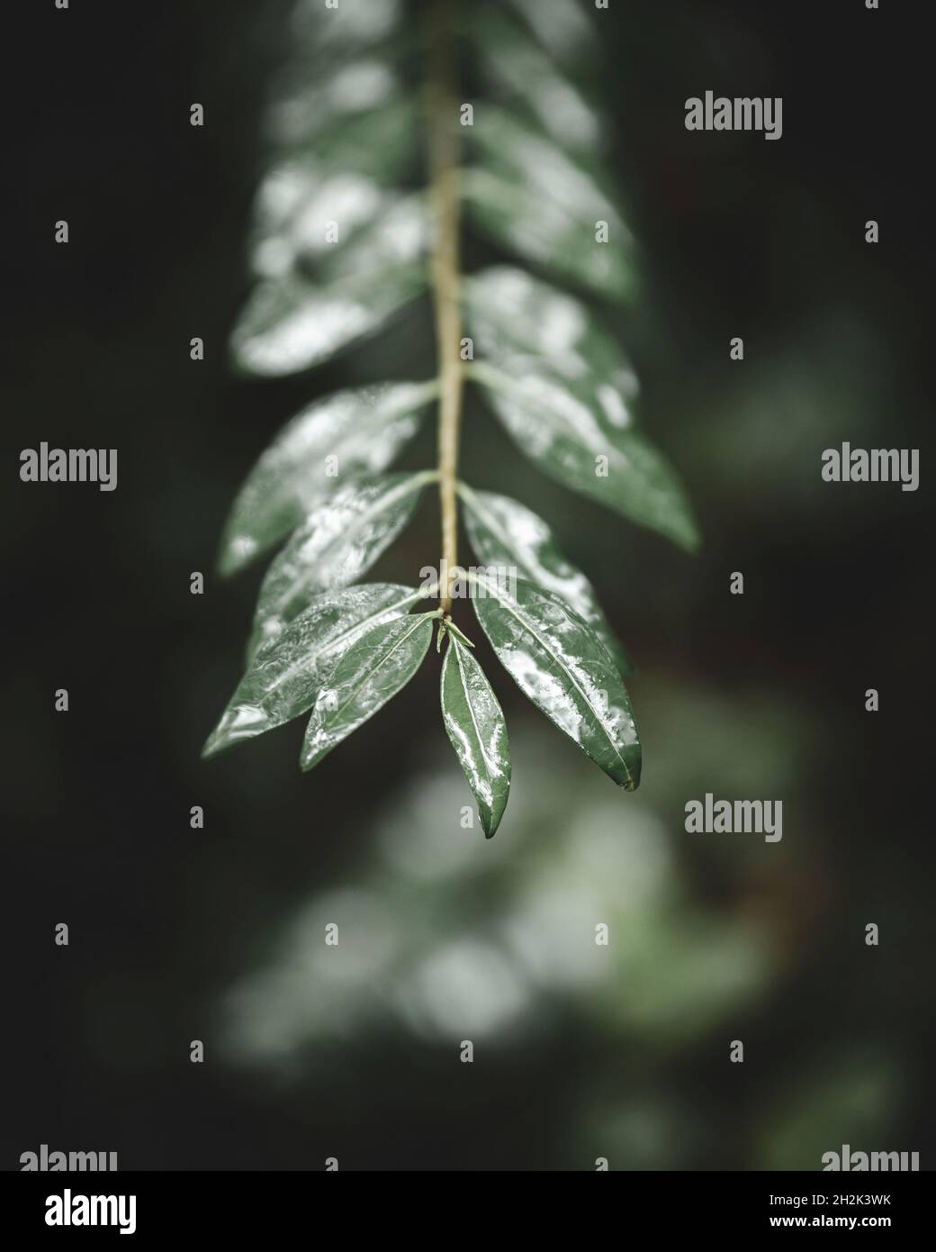 Close-up Of Fern Leaves Against Black Background Stock Photo