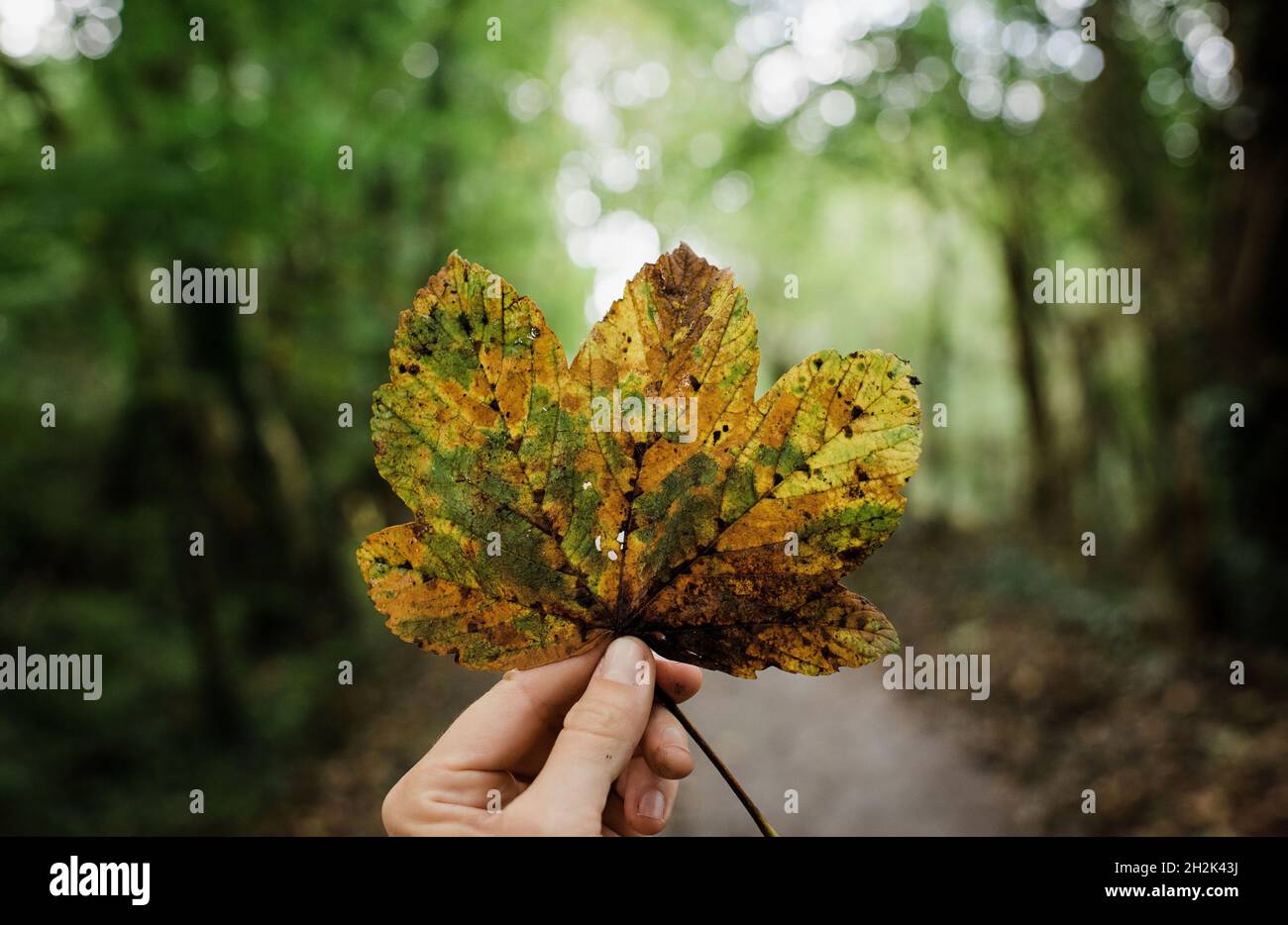 hand holding a changing leaf in a forest in autumn Stock Photo