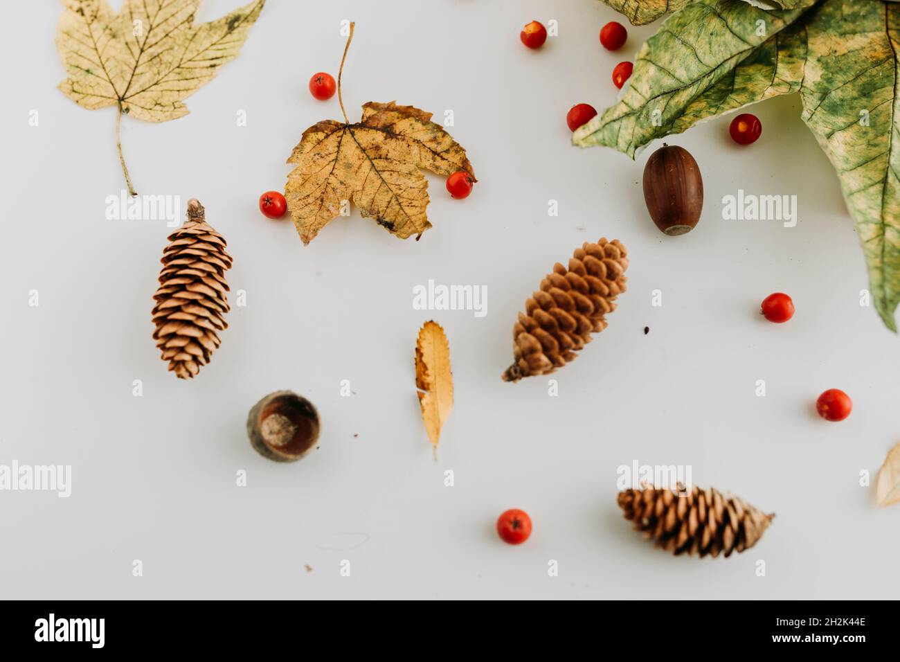 Flat lay of cones, acorn, mountain ash and fall leaves on white Stock Photo