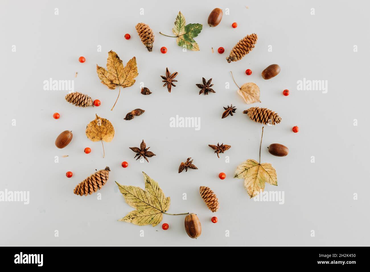 Wreath flat lay of cones, acorn, mountain ash and fall leaves on white Stock Photo