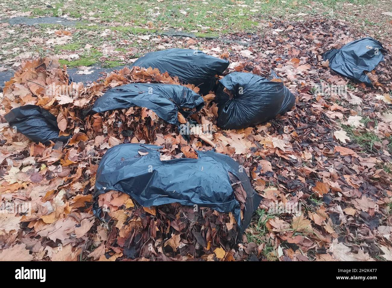 Autumn foliage in plastic trash bags. Stock Photo