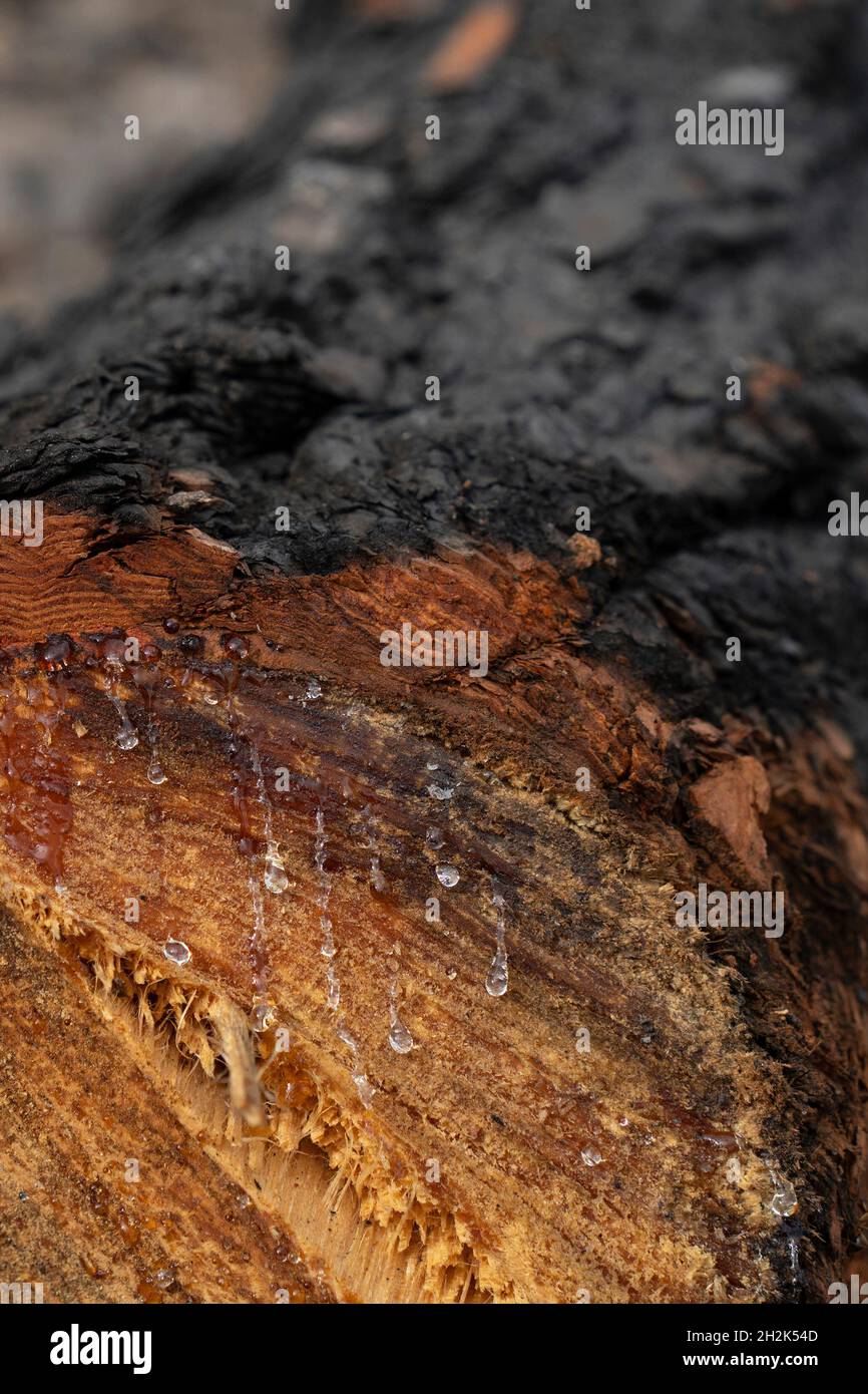 Resin drops come out of a trunk of a cut off pine tree, burnt in a