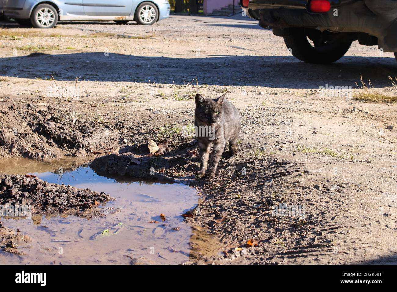 A stray cat drinks water from a puddle close up Stock Photo