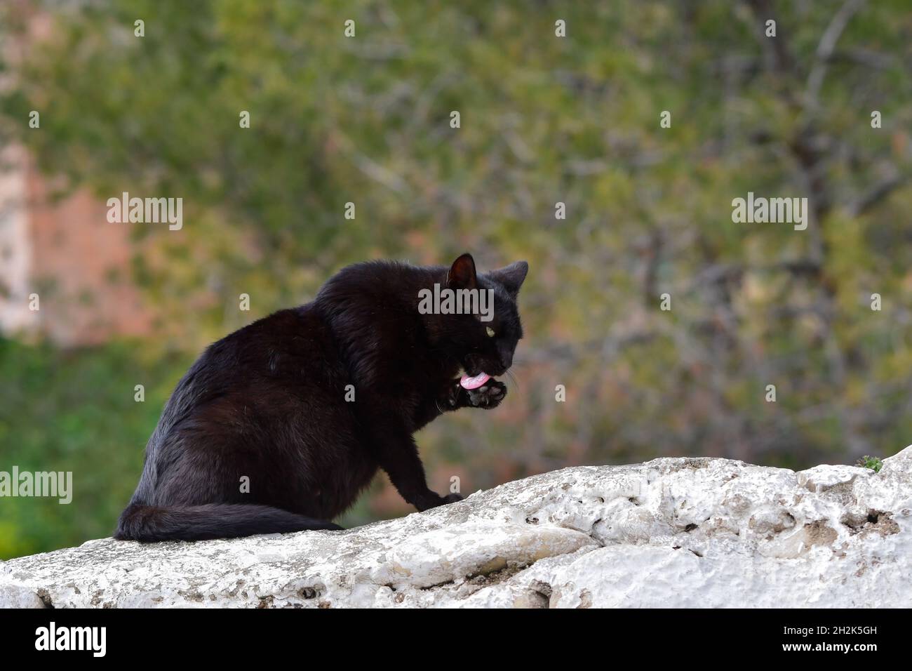 Stray black cat resting on top of a wall Stock Photo - Alamy