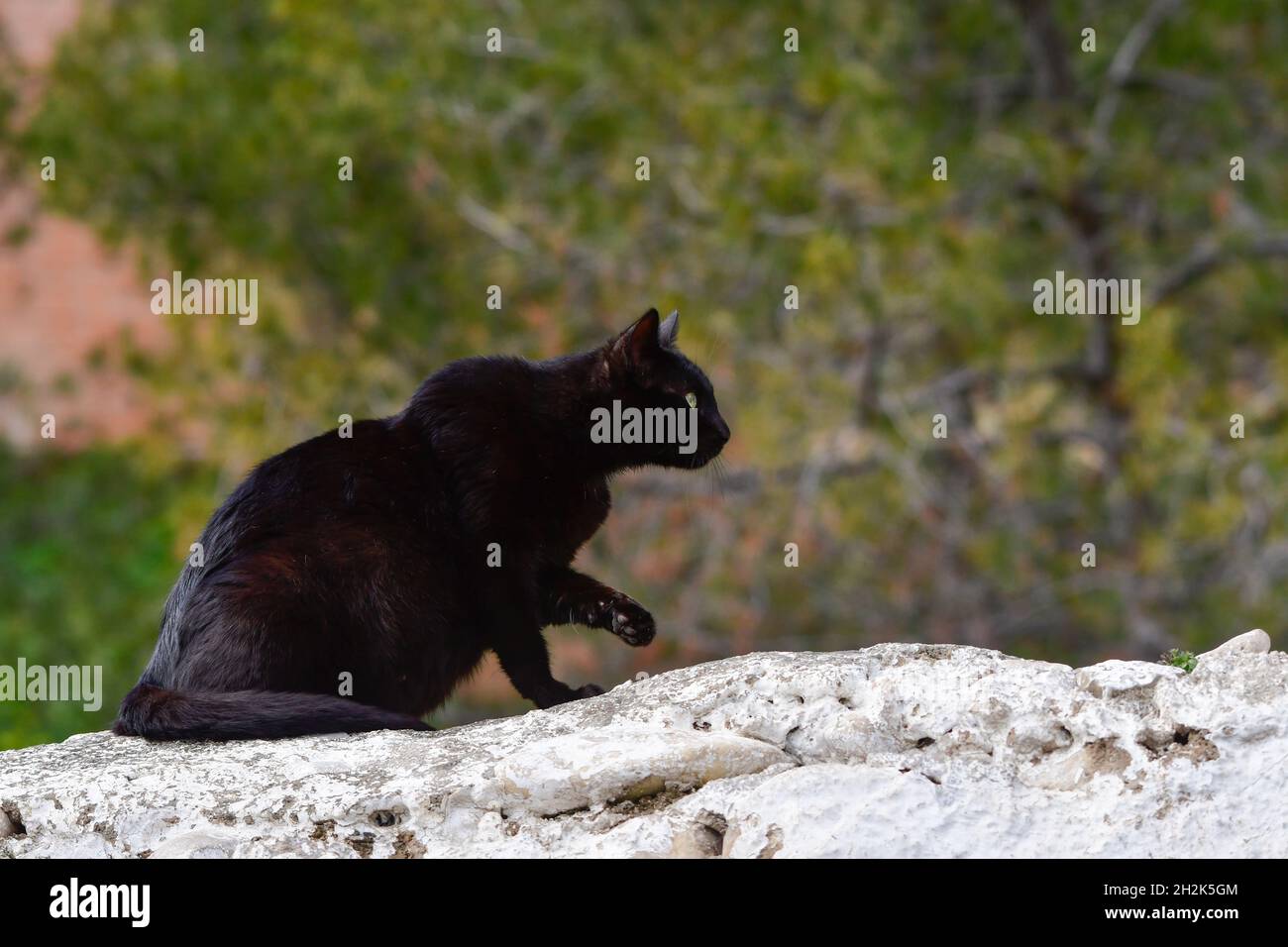 Stray black cat resting on top of a wall Stock Photo - Alamy