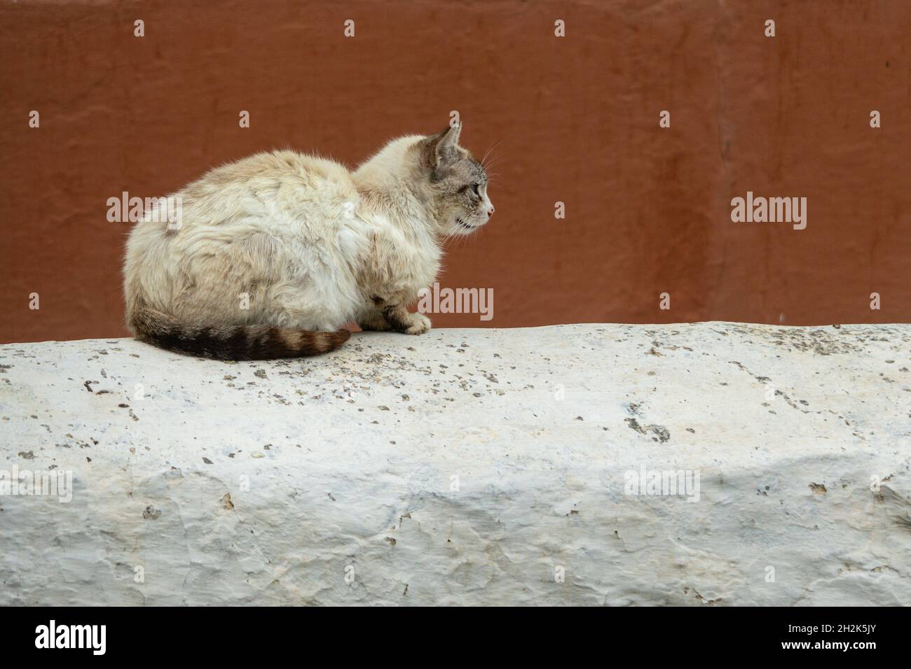 Stray cat resting on top of a wall Stock Photo - Alamy