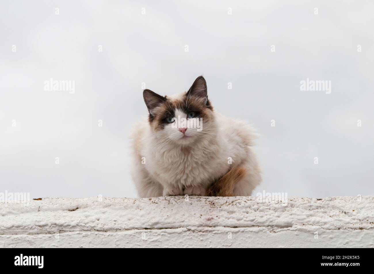 Stray cat resting on top of a wall Stock Photo - Alamy