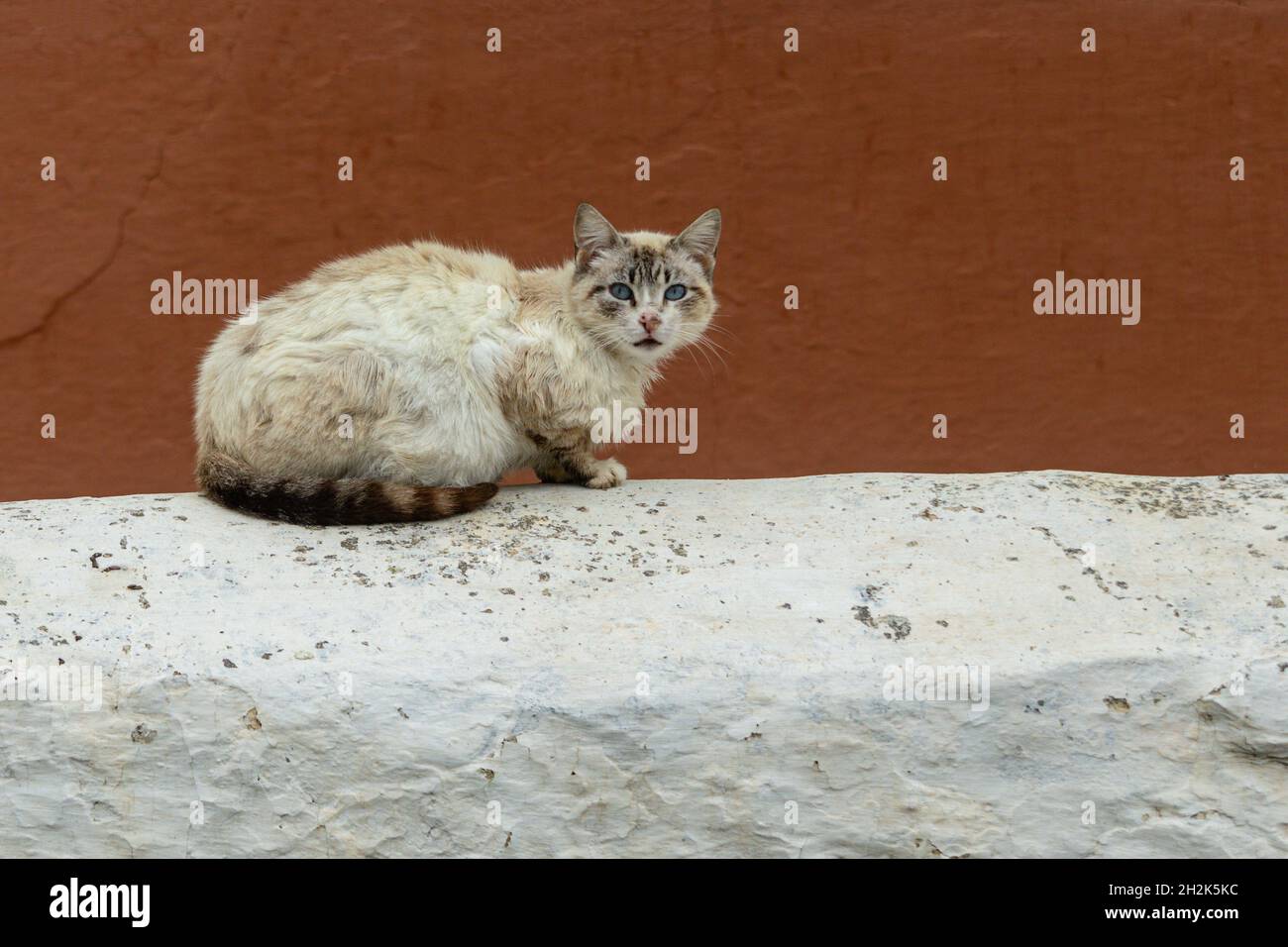 Stray cat resting on top of a wall Stock Photo - Alamy