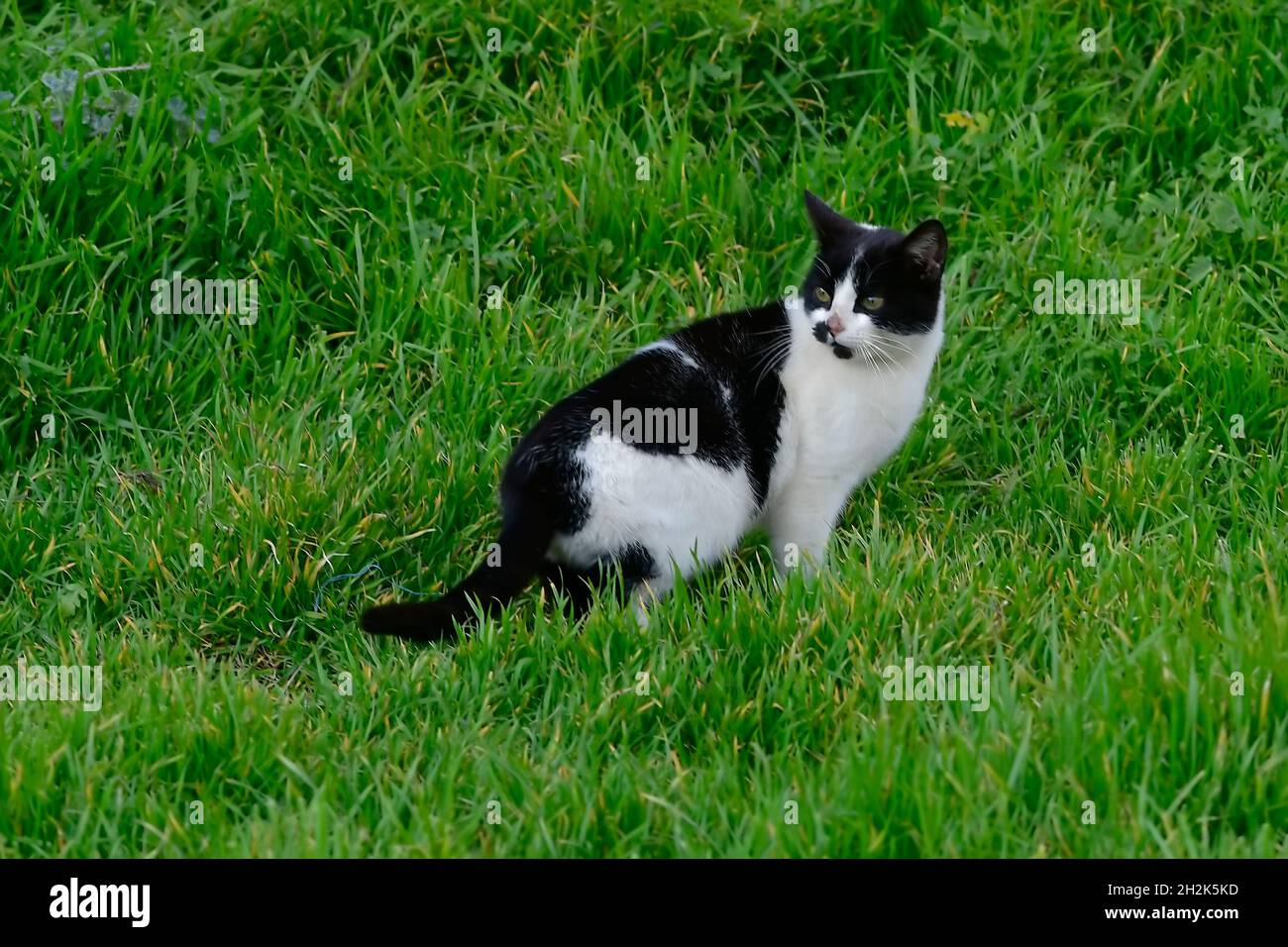 Very attentive stray cat in a green field. Stock Photo