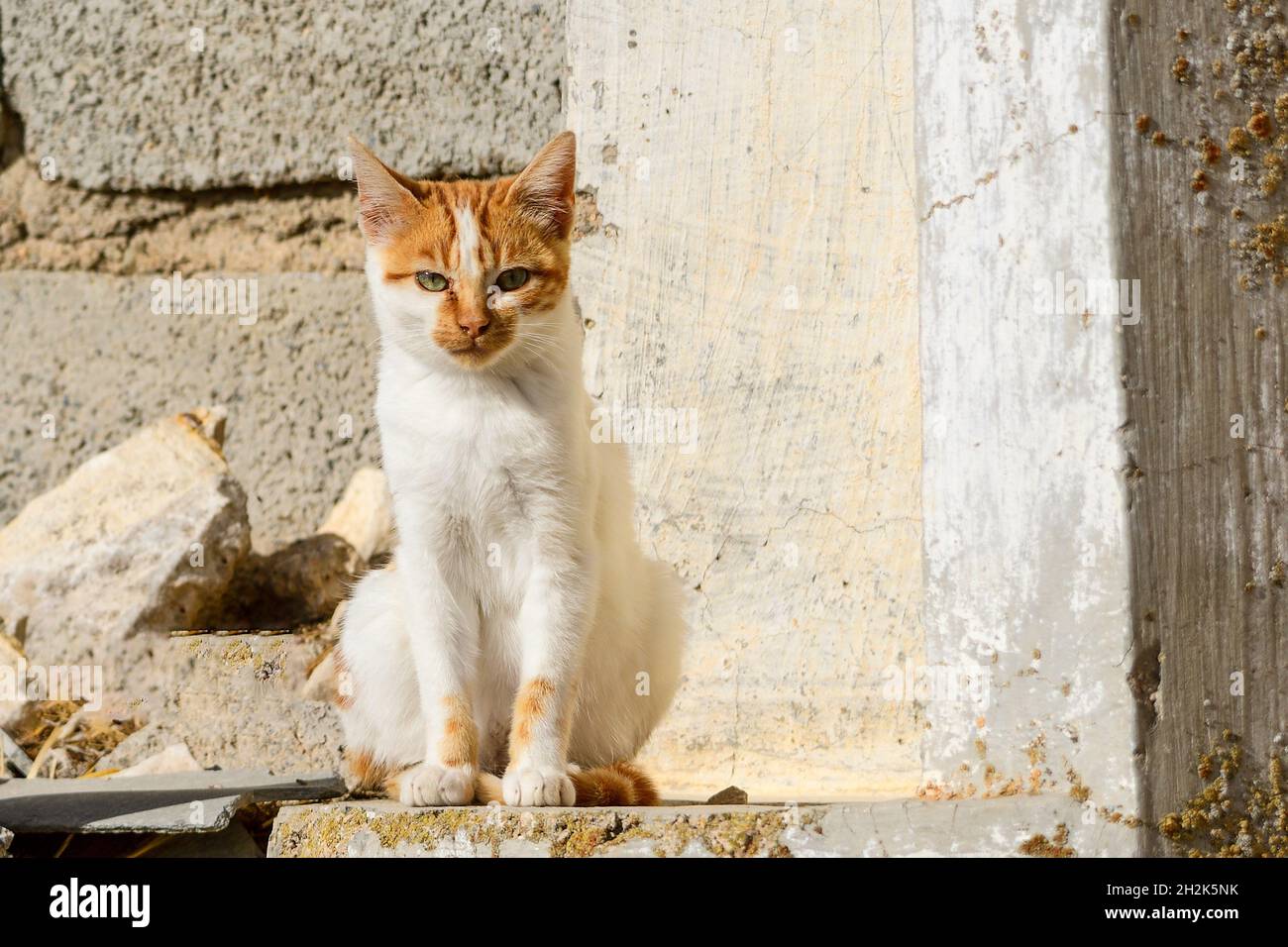 Stray cat resting on top of a wall Stock Photo - Alamy
