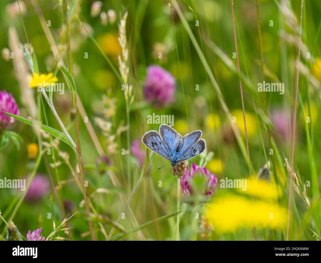 Large Blue Butterfly in a Wild Flower Meadow at Green Down, Somerset. Stock Photo