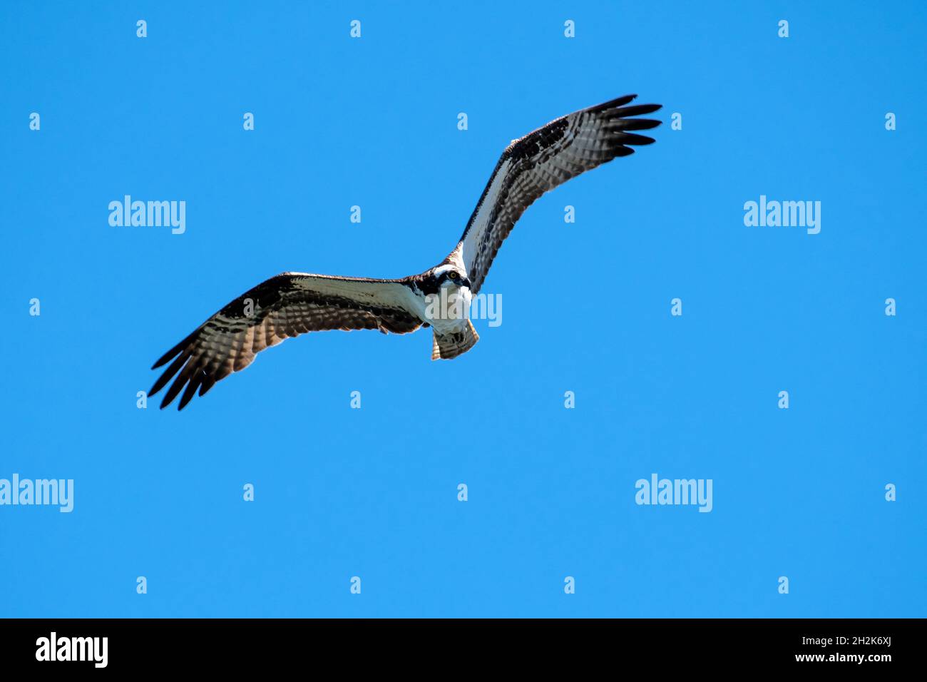 Osprey flying against the blue sky Stock Photo - Alamy