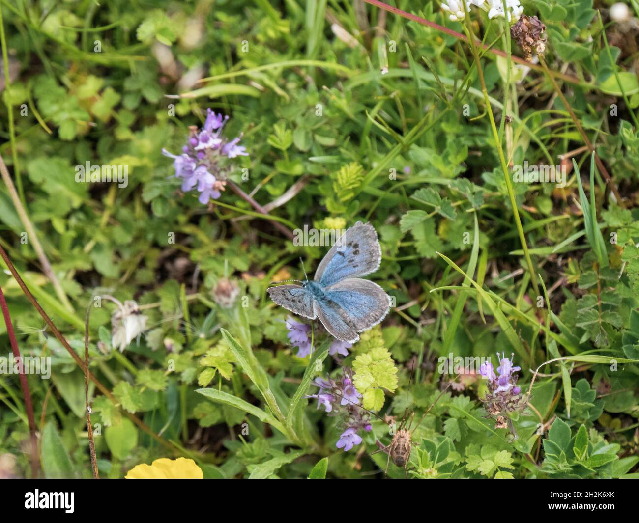 Large Blue Butterfly in a Wild Flower Meadow at Green Down, Somerset. Stock Photo