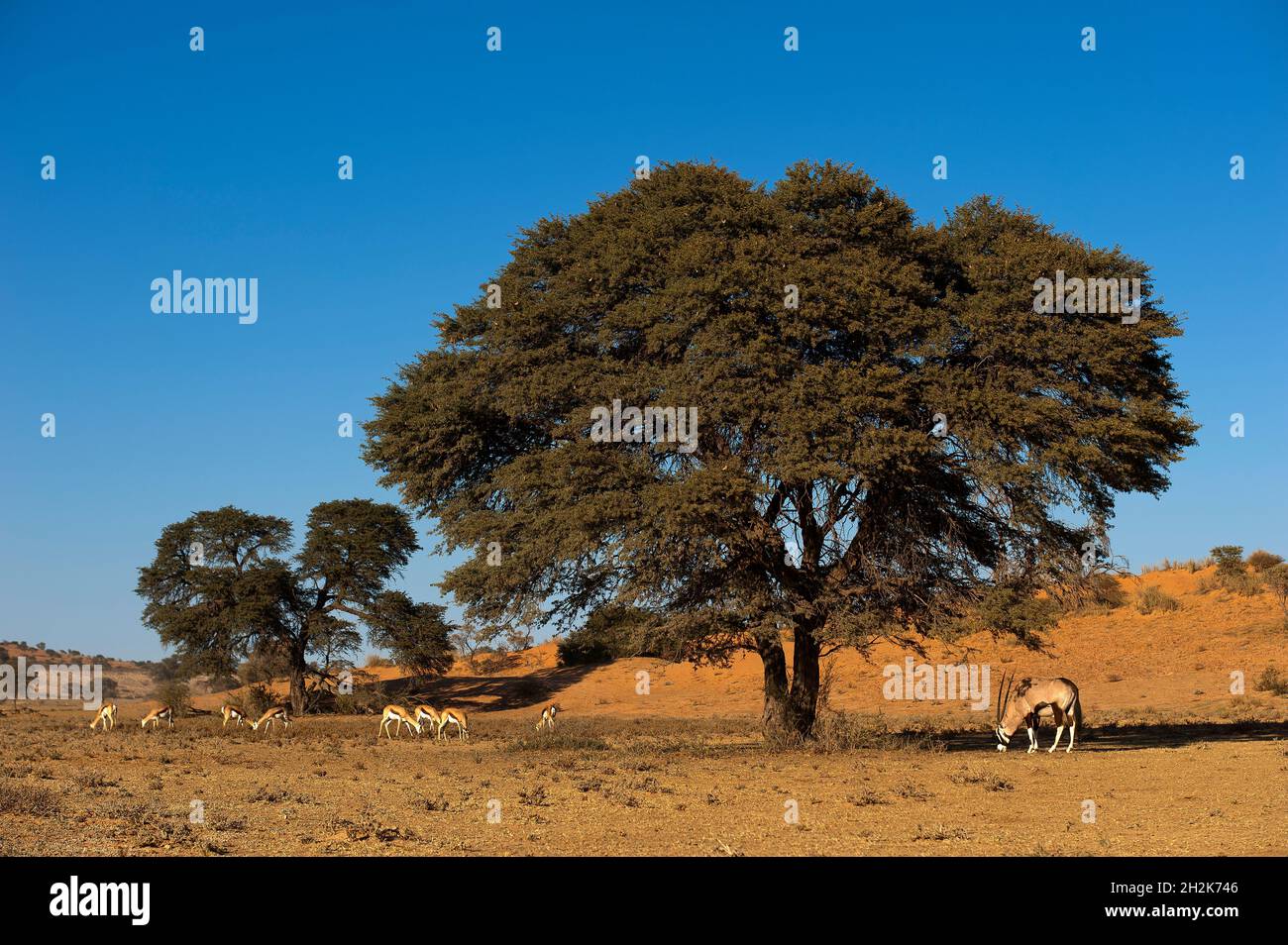 Gemsbok or orix antelope and springbok herd at Kgalagadi Transfontier ...