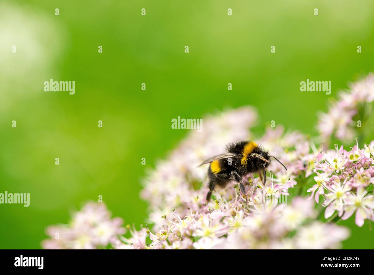 honey bee Apis Apidae pink flowers Stock Photo