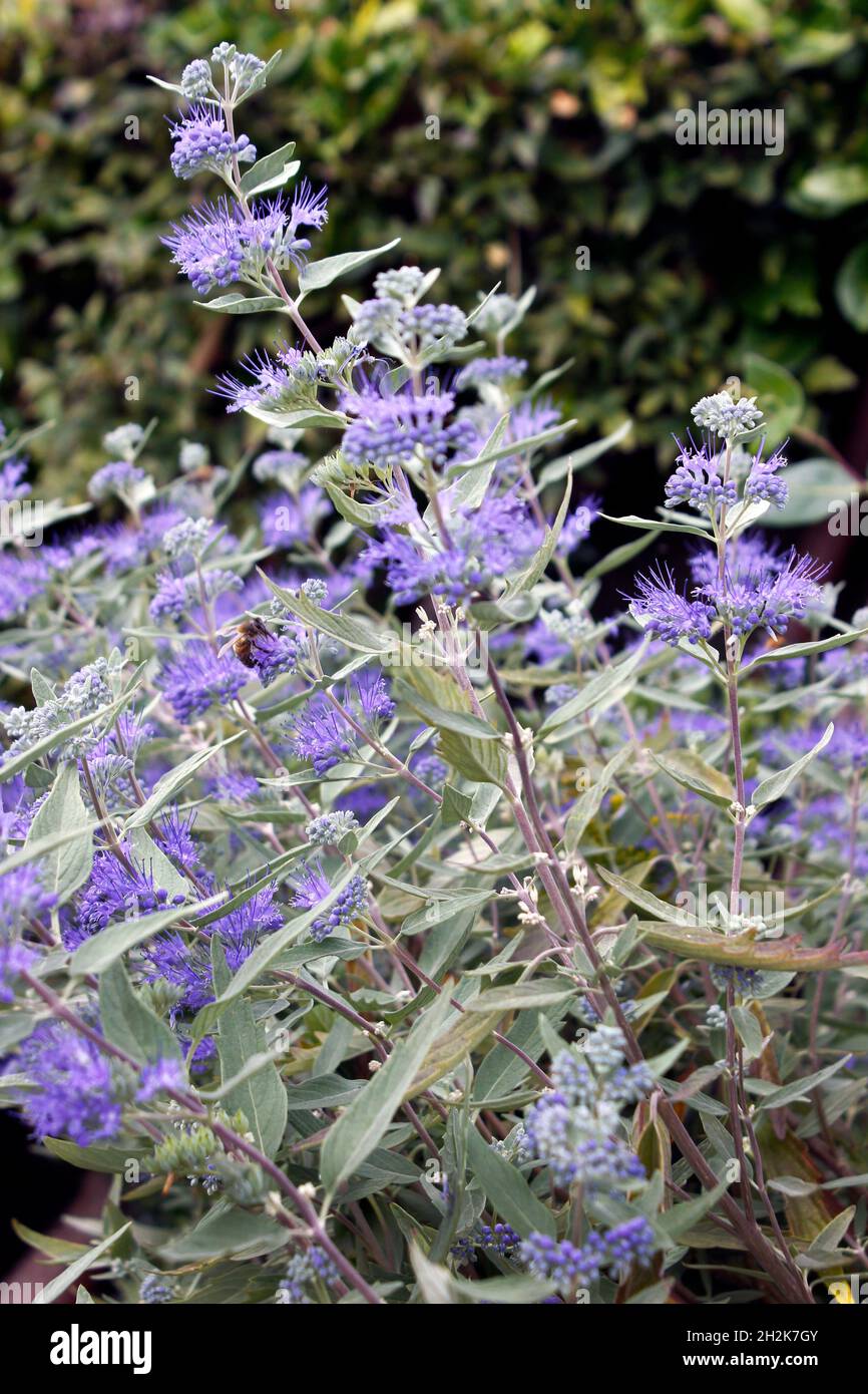 Clusters of Purple blue flowers on Caryopteris x clandonensis 'Heavenly Blue' Stock Photo