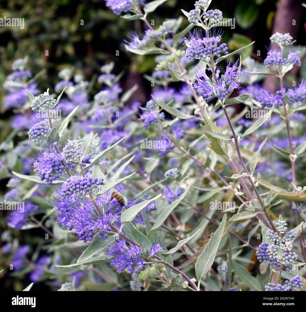 Clusters of Purple blue flowers on Caryopteris x clandonensis 'Heavenly Blue' Stock Photo
