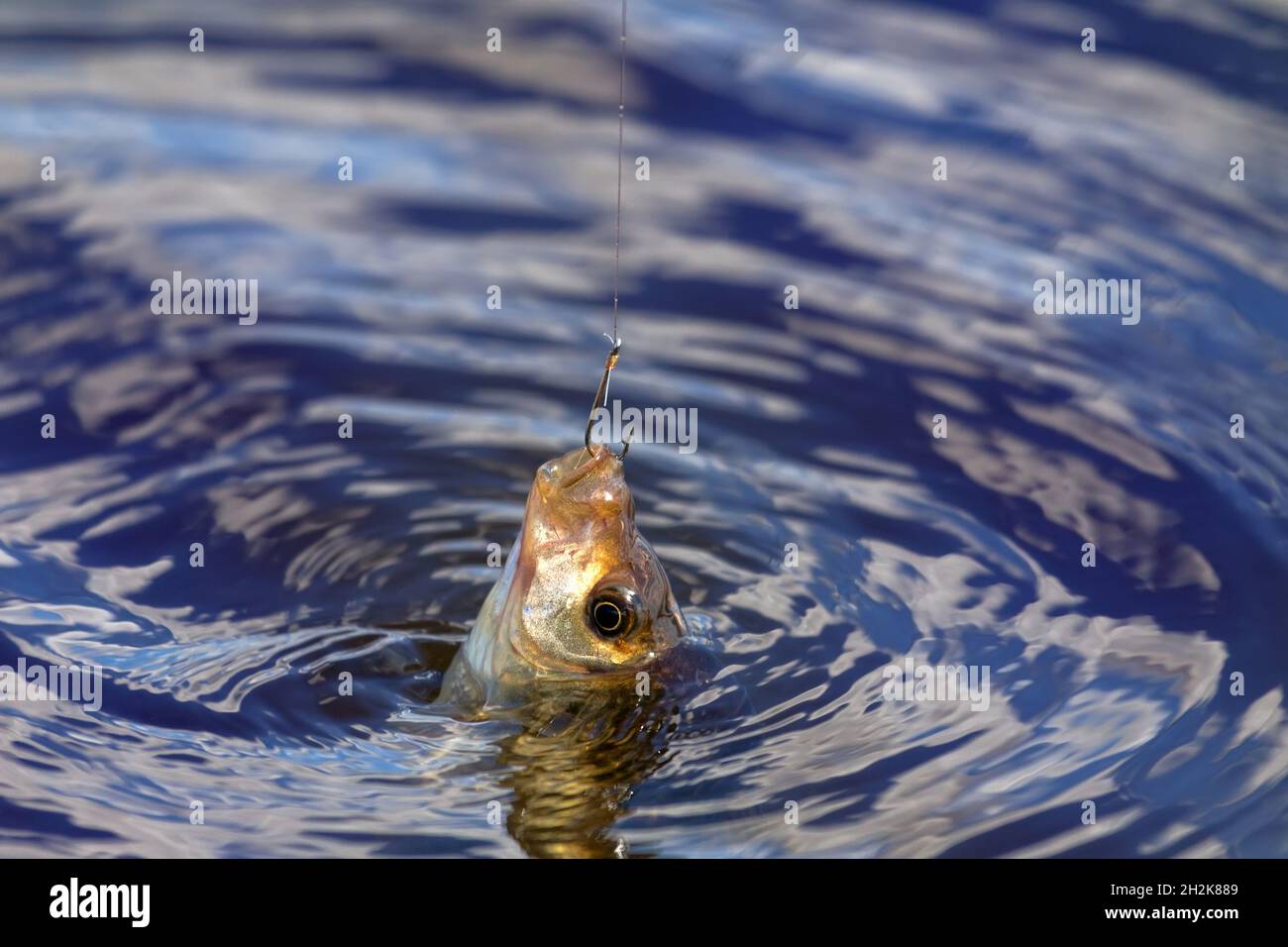 Fishing for carp on a cork float rod. The Northern reservoir and ...