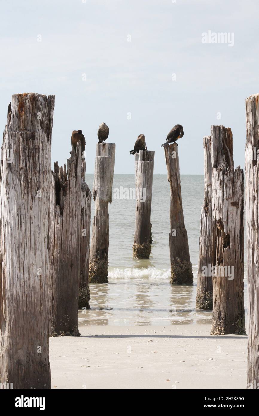 Gulf birds perched on old posts in the ocean Stock Photo