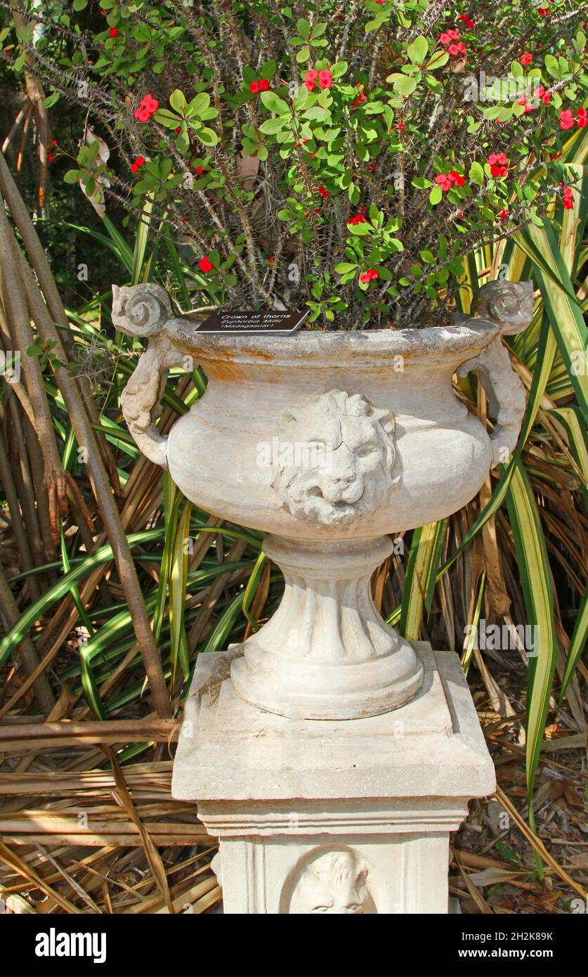 Raised concrete urn with crown of thorns plants Stock Photo