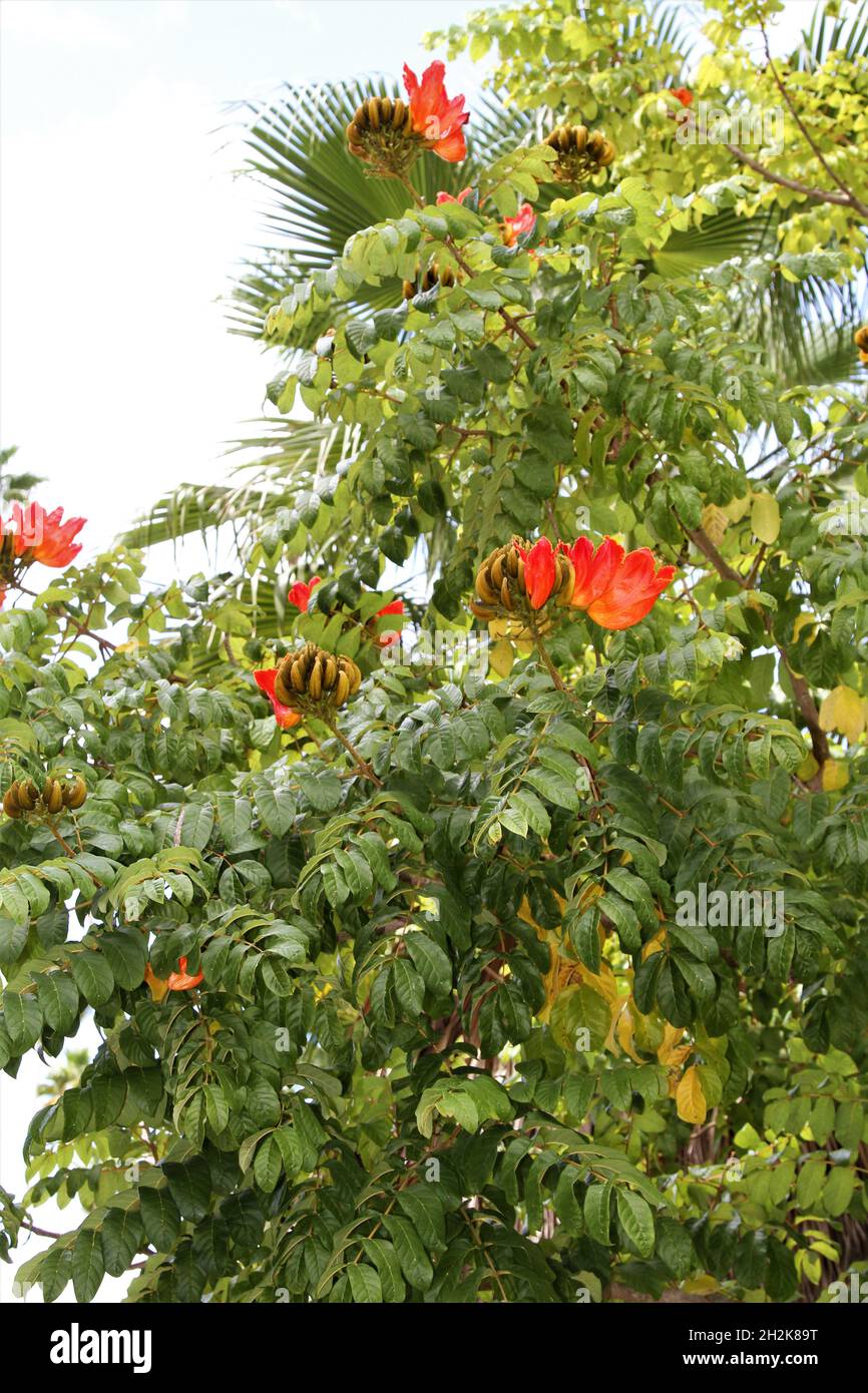 African Tulip Tree, Fire Bell Fountain Tree Stock Photo