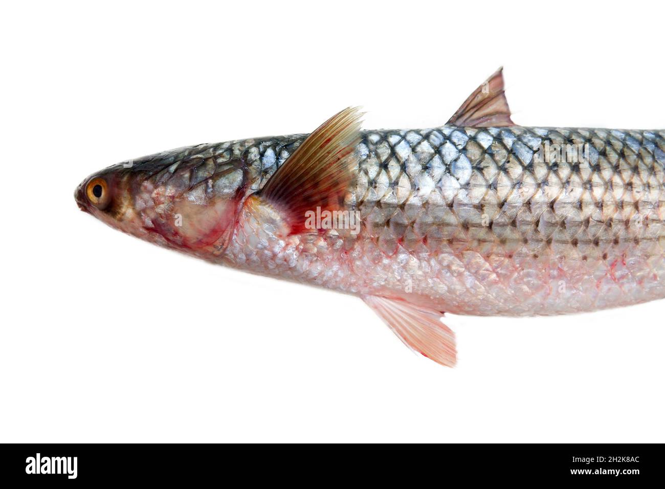 Red-finned mullet (Mugil soiuy, Redlip mullet (Liza haematocheilus)). This fish lives in Eurasia. Acclimatization and breeding facility. Isolated on w Stock Photo