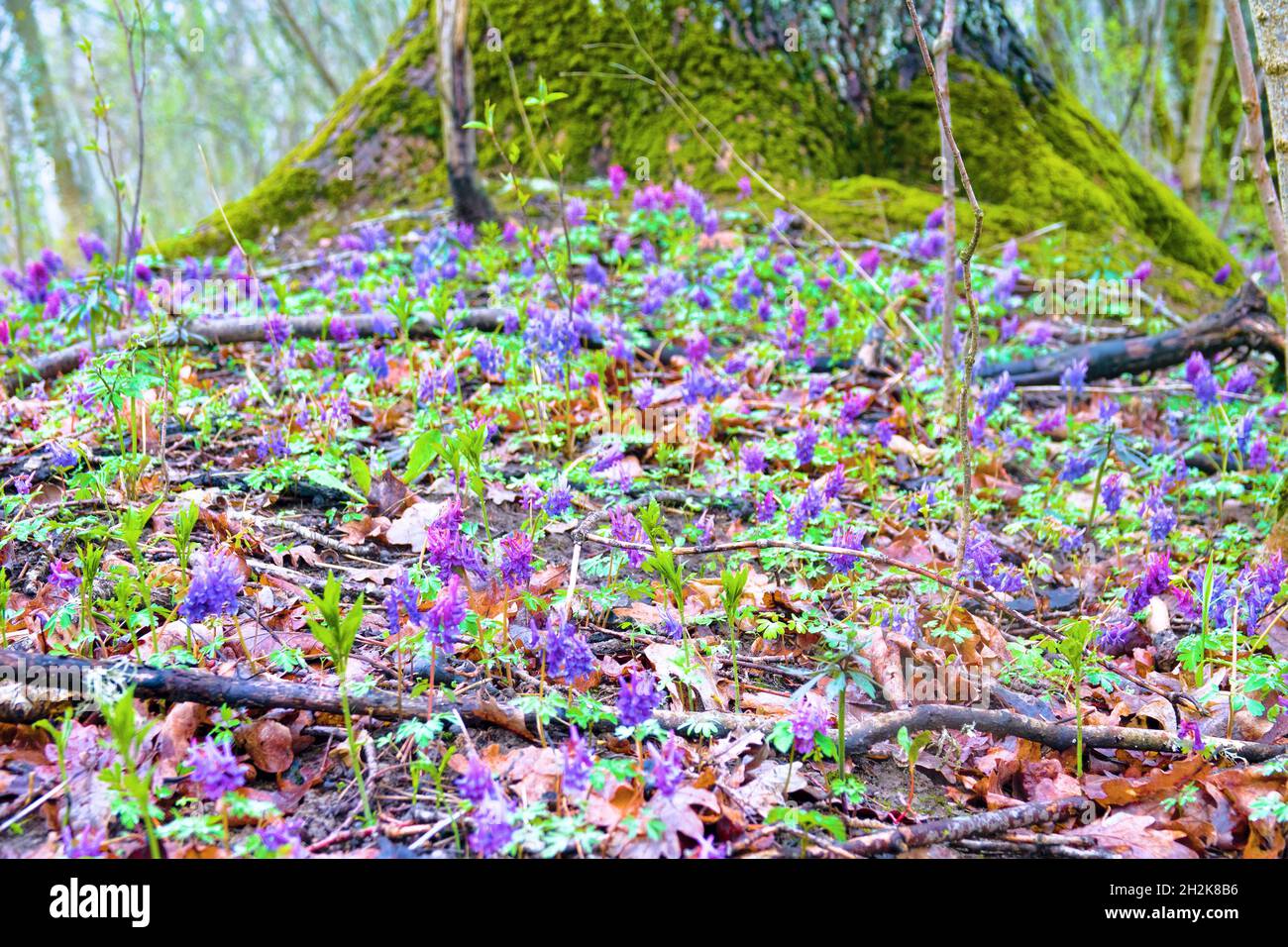 Early bloomers (primroses) of boreal European forests. Fumewort (Corydalis solida) in Europian park forest (wood-meadow), carpet of flowers. - Floweri Stock Photo