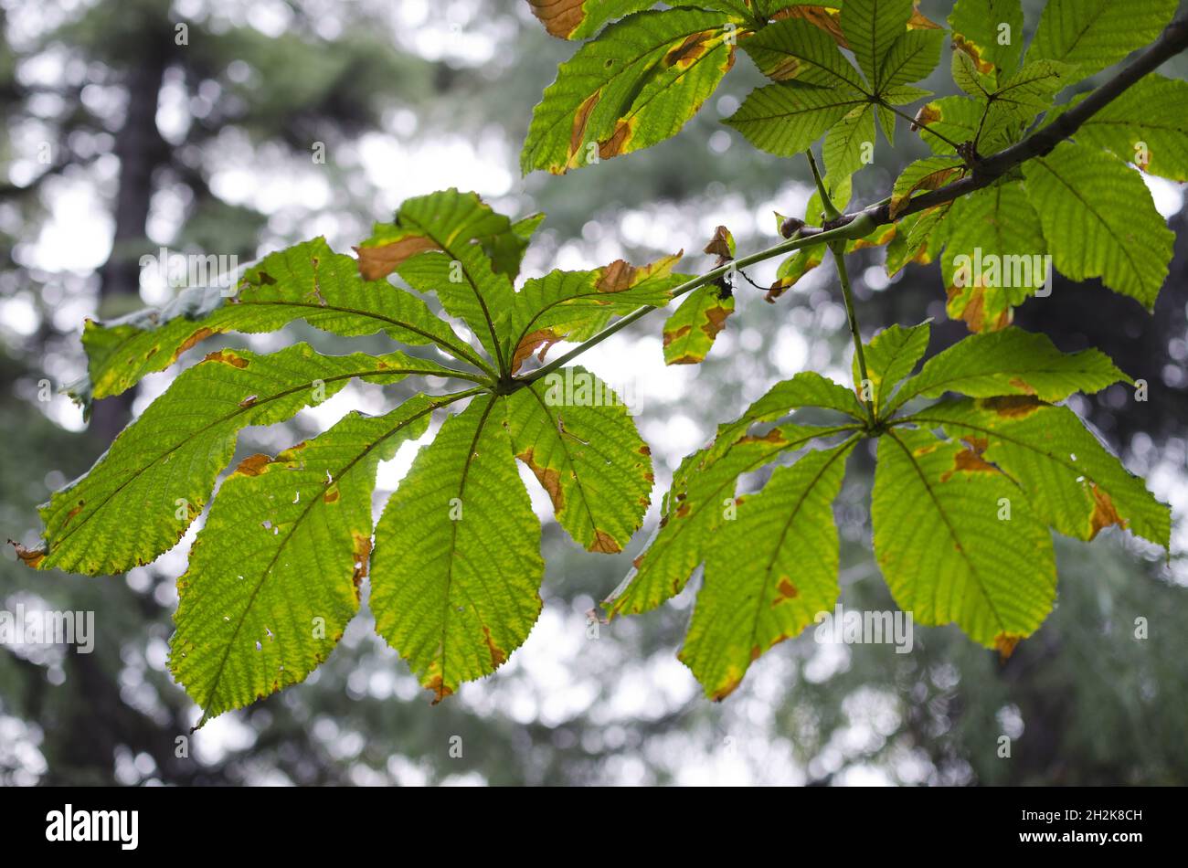 Closeup of tree branches with dried autumn leaves Stock Photo - Alamy