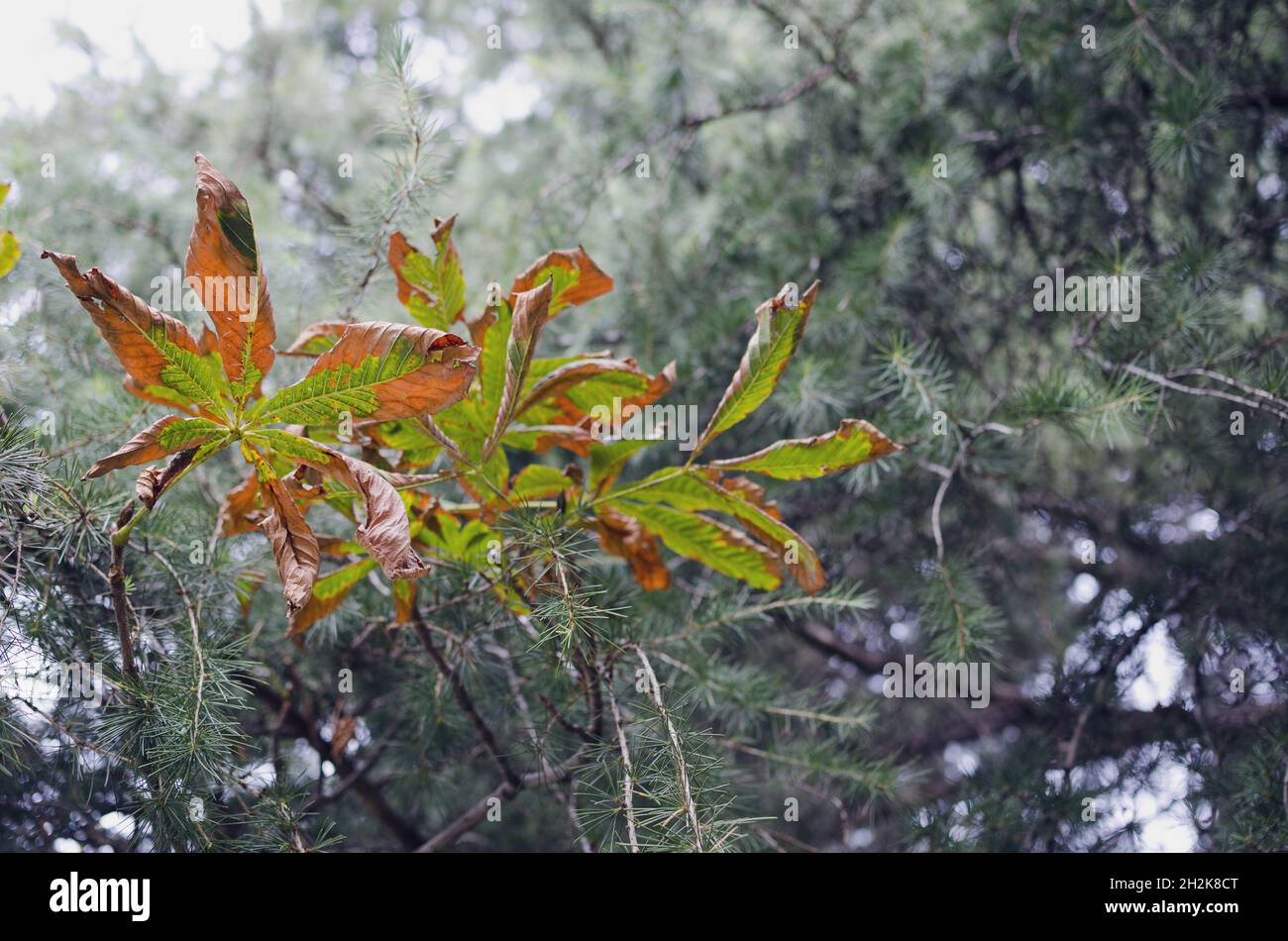 Closeup of tree branches with dried autumn leaves Stock Photo - Alamy