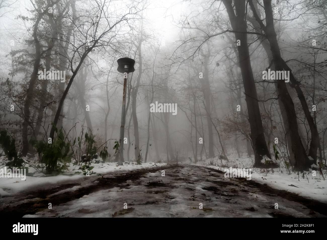 Scotch mist, thick fog hung over the muddy forest road and the wet snow-covered trees of the seaside forest. Unexpected snowfall in the subtropics Stock Photo